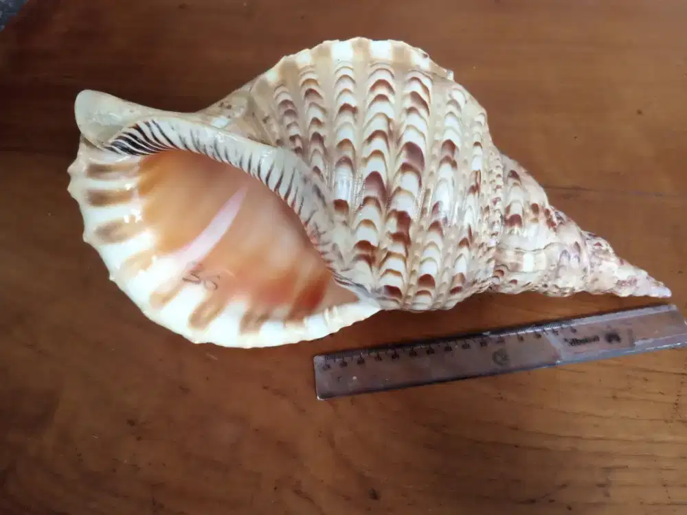 Keong/Kerang Terompet Antik Unik Langka