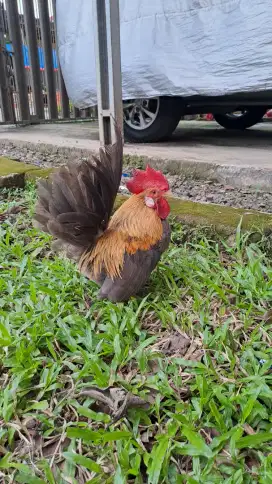 Ayam Kate Jantan SNI