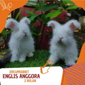 Kelinci englis anggora