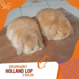 Kelinci holland lop
