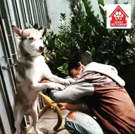 Grooming Anjing Kucing area Jakartaa
