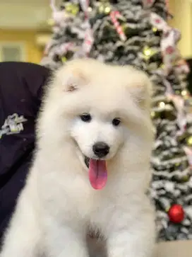 Available Samoyed Puppy