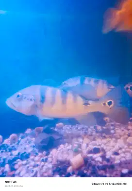 Ikan peacock bas