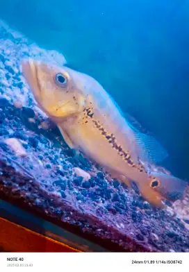 Ikan peacock bas