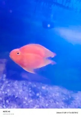 Ikan perot merah