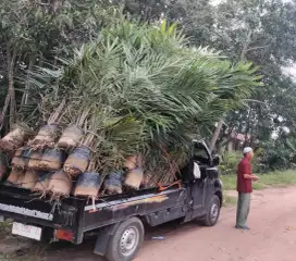 Sawit Sriwijaya 5 Bibit Unggul Usia 2 Tahun an
