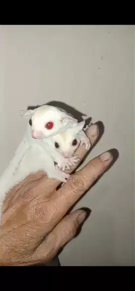 SUGAR GLIDER CREAMINO