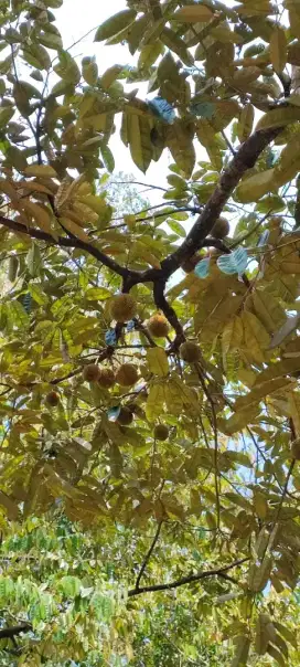 Dijual tanah kebun durian di Loji Karawang tanpa perantara (SHM)