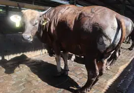 sapi bali qurban 2025 350kiloan siap kurban rawatan cicilan 8jt/bln 3x