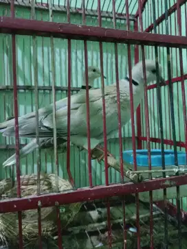 Puter Crosing sepasang suara kerasa besar