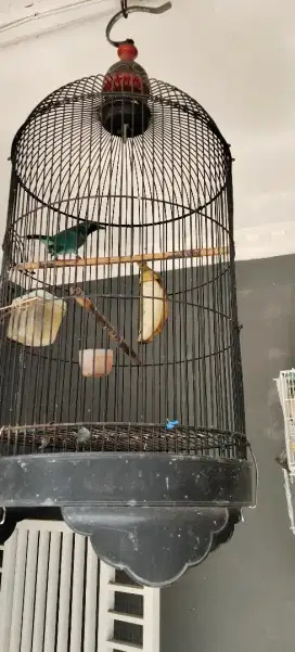 Burung Jomin mini