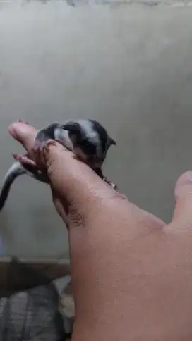Jual sugar glider indukan