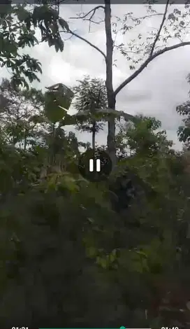 Dijual tanah kebun ada rumah siap huni  Wonosalam, Jombang