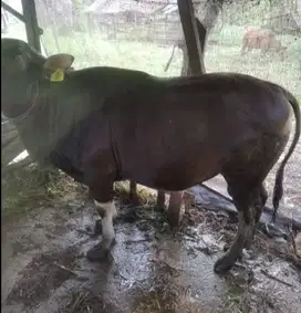 sapi bali 350kiloan siap sapi kurban premium 2025 cicil 8jt/bln 3x top