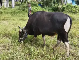 sapi bali 350kiloan siap kurban 2025 jamin manteb top rawatan kandang