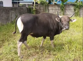 sapi bali 350kiloan siap sapi kurban 2025 jamin top rawatan kandang ok
