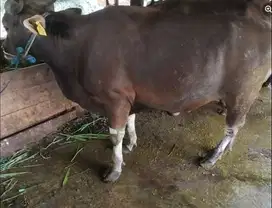 sapi bali 350kiloan siap sapi kurban 2025 jamin top rawatan kandang ok
