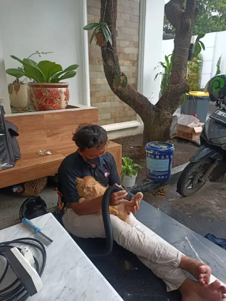 Grooming kucing dan anjing panggilan
