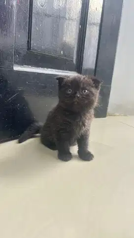BSH British shorthair