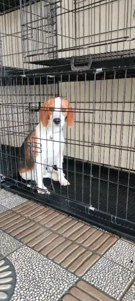 Beagle Jantan Full certificate