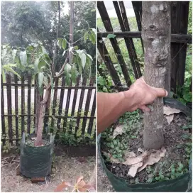 Pohon Mangga Namdokmai Thailand