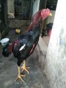 Ayam Bangkok  jajngkar