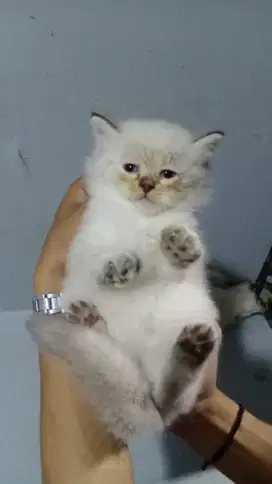 Dijual Kitten Persia Himalaya short hair blue eyes