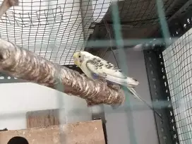 Parkit yf recepied violet bukan dompied vio jantan sudah kawin