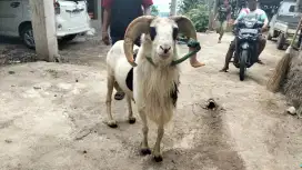 Domba Qurban Kelas Jumbo Si Belang