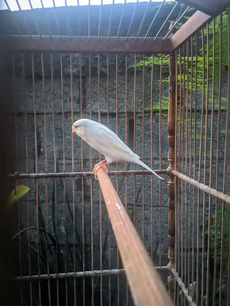 Kenari F1 ys losering