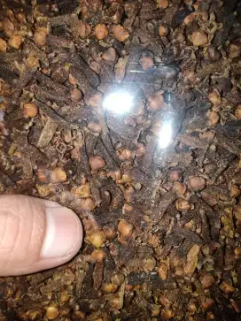 Rempah rempah(cengkeh,kayu manis,star Anis)