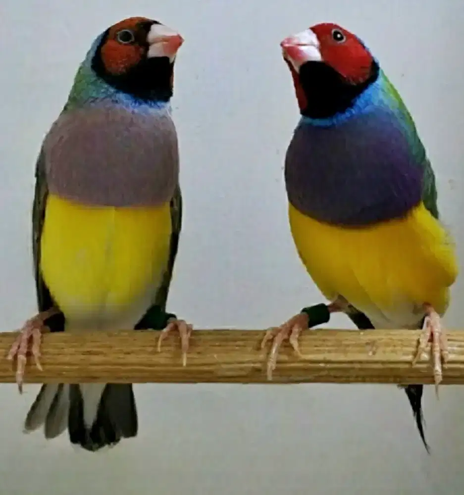 Gould Amadine Hijau