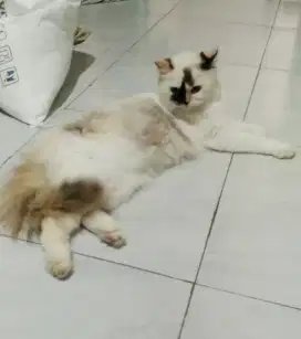 Kucing Ragdoll Betina dewasa