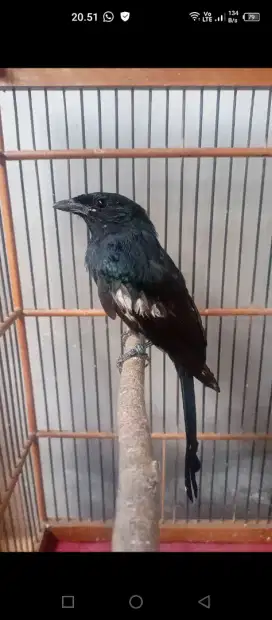 Srigunting hitam
