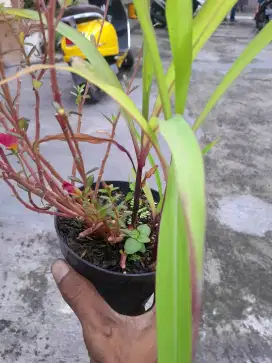 Cari pekerjaan apapun
