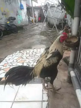 Ayam Bangkok jalak. (Beervidio)