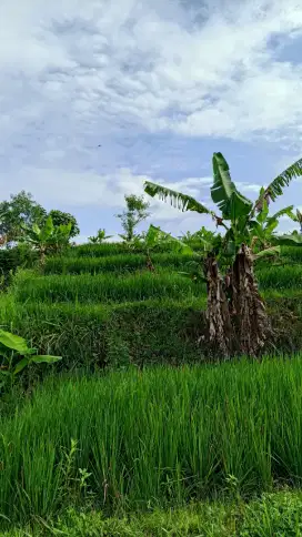 Sawah murah kebakramat Karanganyar