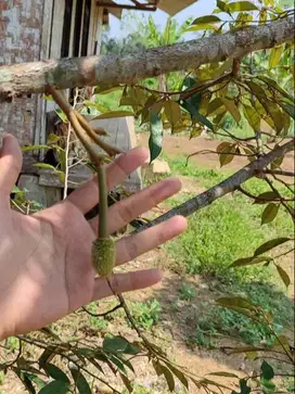 Mau Bikin Kebun Durian Dari 0 ? Itu Ga Mudah, Ga Cepat, Dan Ga Murah