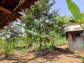 Dijual : Kebun Durian+Jengkol+Jati, 3 ATM Untuk Anda, Mesin Uang