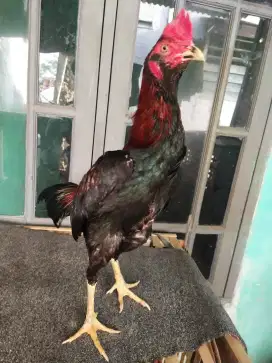 Dijual Ayam Pamangon