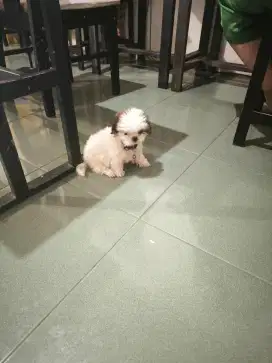 Di adoptsi anak anjing shitzu