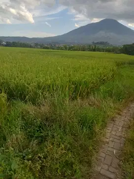 Sawah subur Akses masuk mobil, Cibunar tarogong