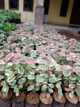 Jual tanaman pretipink