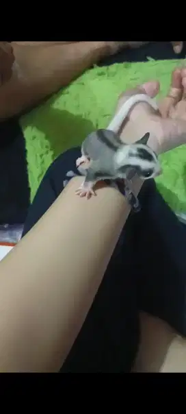 Jual Cepat Sugar Glider Mozaik Jantan