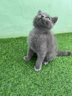 Lepas Adopsi Kucing BSH X Munchkin NS Blue solid