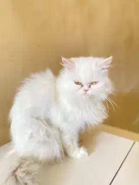Persia flatnose bulu kapas Bonus klo hamil sma peaknose