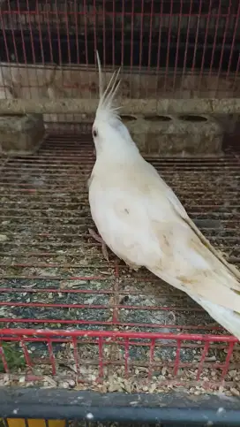 Falk Albino no minus