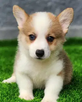 Jual Puppy Corgi Kualitas Show Harga Bersahabat