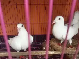 Merpati Pos warna putih salju