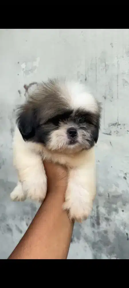 Anjing shihtzu sitsu sitzu